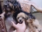 Shitzu Puppies