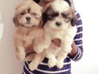 Shih Tzu Puppies