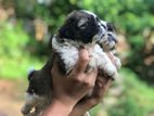 Shih Tzu Puppies