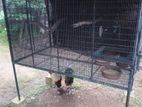 Zoo Net Bird Cage