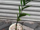 Zuzu Plant (Zamioculcas)