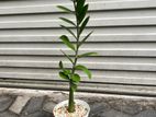 Zuzu Plant (zamioculcas)