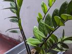 Lucky Plant (Zamioculcas)